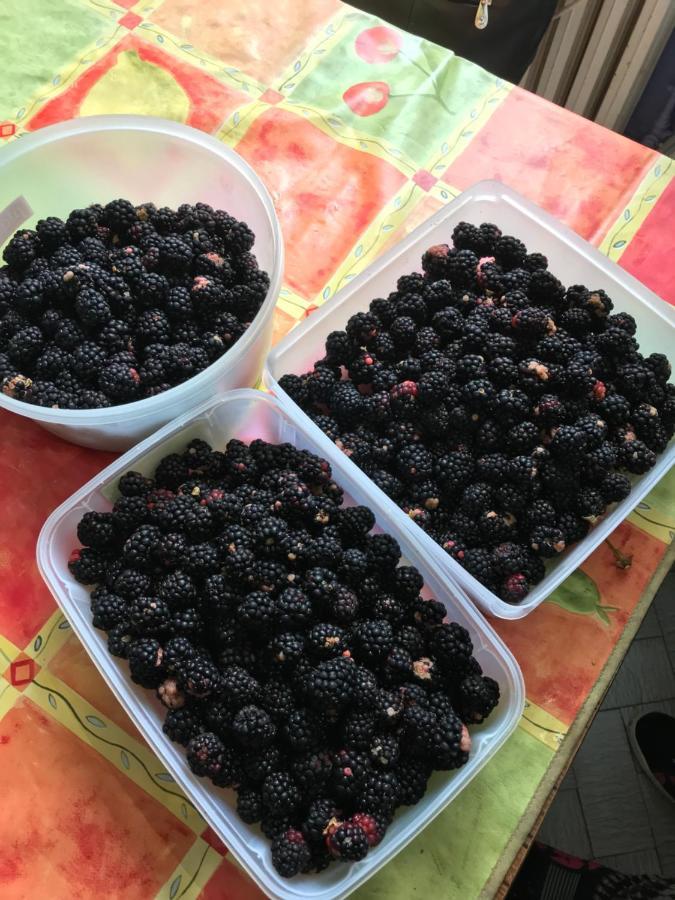 شقة Violette بوردو المظهر الخارجي الصورة