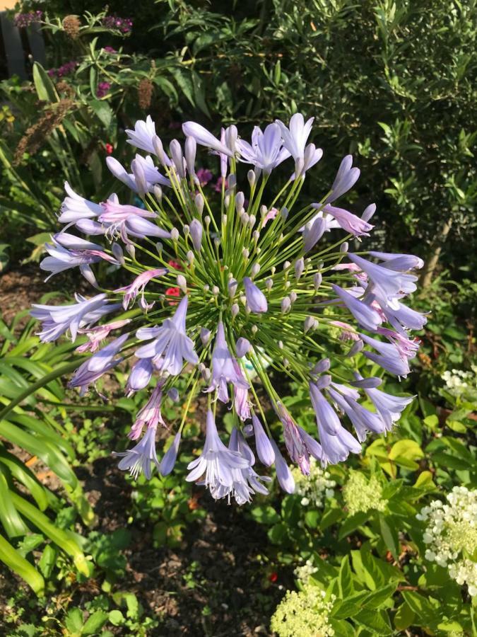 شقة Violette بوردو المظهر الخارجي الصورة
