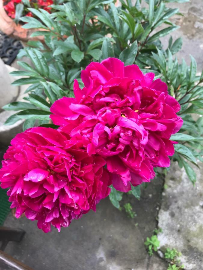شقة Violette بوردو المظهر الخارجي الصورة